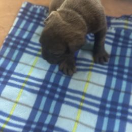 Cane Corso Puppies from Lonestar Corso Kennels