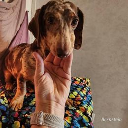 Toffee - Dachshund