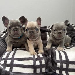 Girl 3 - Tricolors female French Bulldog puppy in Bolingbrook, Illinois from Yara the Frenchie