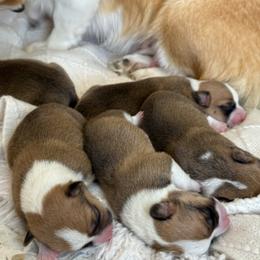 Pembroke Welsh Corgi Puppies from Texas Pembroke Corgis