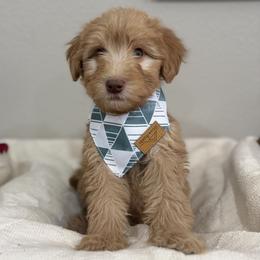 Biscotti-red - Yellow and white male Bernedoodle puppy in Oak Hills, California from High Desert Doodles