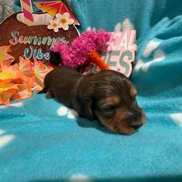 Purple collar female - Red female Dachshund puppy in Pleasant Plains, Arkansas from JGBs Dachshunds