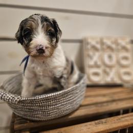 Dark Blue collar - Blue merle male Bernedoodle puppy in Shelby, North Carolina from Forever Grateful Doodles