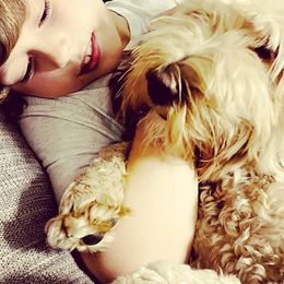 Australian Labradoodles from Willow Ridge Labradoodles