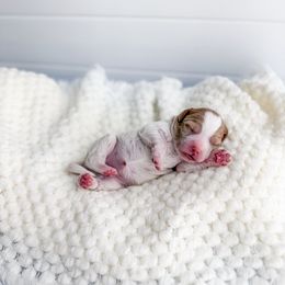 Everfrost - Parti female Goldendoodle puppy in Greencastle, Indiana from Willow & Co.