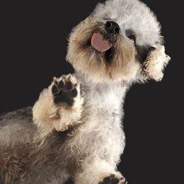 Dandie Dinmont Terriers from Lowery's Dandie Dinmont Terriers