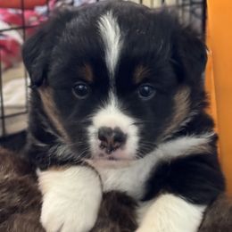 Miniature Australian Shepherd and Toy Australian Shepherd Puppies from Popparosa Toy & Mini Aussies