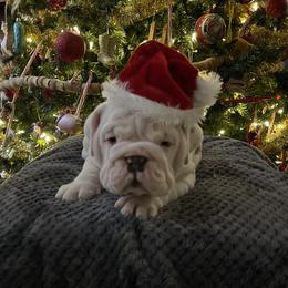Bulldog Puppies from Semper Fi Bulldogs