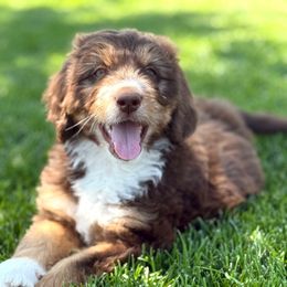 Meadow - female Australian Mountain Doodle puppy in Sterling, Colorado from North 40 Doodles
