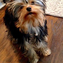 Yorkshire Terrier Puppies from PANACHE YORKIES