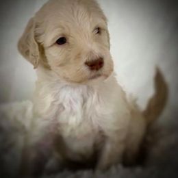 Goldendoodle Puppies from Jody Scully