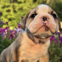 Jarod - Fawn male Bulldog puppy in Salem, Illinois from Itsabulldogthing