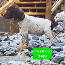 Green - Liver roan male German Shorthaired Pointer puppy in Dahlonega, Georgia from Pointer Mountain Bird Dogs