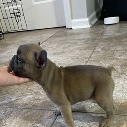 French Bulldog Puppies from Frnchi Faerie