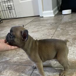French Bulldog Puppies from Frnchi Faerie