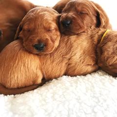 Goldendoodle, Labradoodle, Labrador Retriever, and Poodle Puppies from Katie K9