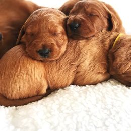 Goldendoodle, Labradoodle, Labrador Retriever, and Poodle Puppies from Katie K9