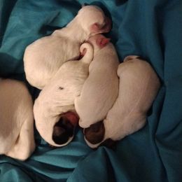 Chihuahua Puppies from Ay Chihuahua