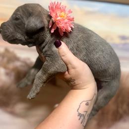 Caratappi - Blue brindle female Great Dane puppy in Lehigh Acres, Florida from Florida Wrinkles