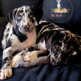 Catahoula Leopard Dog Puppies from Peach Tree Catahoulas