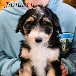 January - Black tri-color female Aussiedoodle puppy in Lancaster, Minnesota from Wilson Cattle Co.
