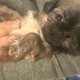 Daisy - Brindle female Shih Tzu puppy in Huntsville, Alabama from Sunnybrook Shih Tzu