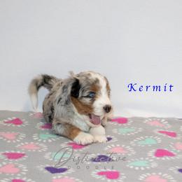 Kermit - Blue merle male Aussiedoodle puppy in Kennesaw, Georgia from Distinctive Doodle