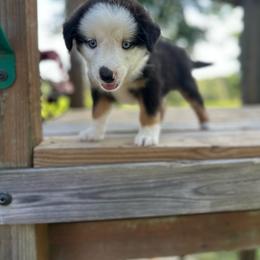 Independence - Black tri female Miniature Australian Shepherd puppy in Doddridge, Arkansas from Huddleston Farm