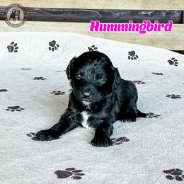 Hummingbird - Black and white female Bernedoodle puppy in Banner Elk, North Carolina from Walnut Tree Bernedoodles