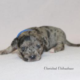 Charlie - Blue merle male Chihuahua puppy in Willamina, Oregon from Cherished Chihuahuas