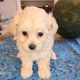 Girl 2 - Cream female Maltipoo puppy in Brooksville, Florida from DeVall Maltipoos