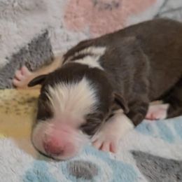 Australian Shepherd Puppies from Nicole Brinton