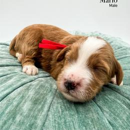 Mario - Red  male Goldendoodle puppy in Sunman, Indiana from Brunsman Country Doodles LLC