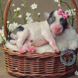 Rosie - Parti female Miniature Schnauzer puppy in Magalia, California from NorCal Schnauzers