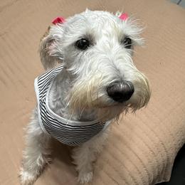 Nala - Miniature Schnauzer