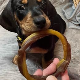 Boy 2 Cruiser 2,500 yellow collar - Black and tan male Dachshund puppy in Oscoda, Michigan from Northland Dachshunds