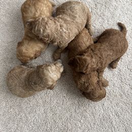 Poodle Puppies from Lulu’s Lovely Toy Poodles