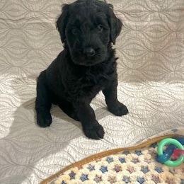 Giant Schnauzer and Poodle Puppies from Mississippi Poodles, Doodles and Giants
