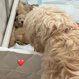 Bernedoodle and Goldendoodle Puppies from Lyon and Luna Goldendoodles Bernedoodles