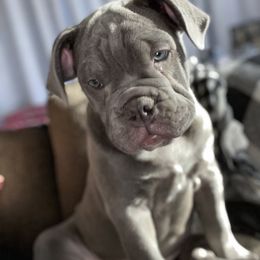 Olde English Bulldogge Puppies from Gods Of Olympus Bulldogges