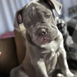 Olde English Bulldogge Puppies from Gods Of Olympus Bulldogges
