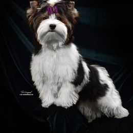 Biewer Terrier Puppies from Allure Biewer Terriers