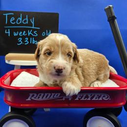 Teddy - Apricot male Goldendoodle puppy in Summerville, South Carolina from Channys Doodles