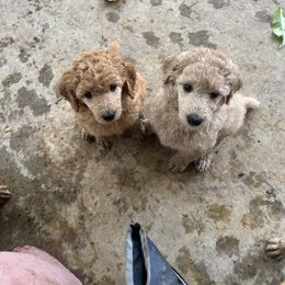 Poodle Puppies from Pawsable Prospects