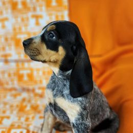 Bluetick Coonhound and Labrador Retriever Puppies from Five Oaks Retreat