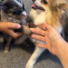 Pomeranian Puppies from Itty bitty friends