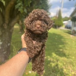 Coco - Brown female Cockapoo puppy in Albany, Kentucky from Windy Pines Farm