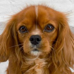 Pippa - Cavalier King Charles Spaniel