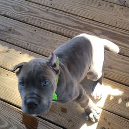 Cane Corso Puppies from Samantha Jackson