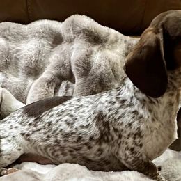 Dachshunds from High Desert Mini Dachshunds